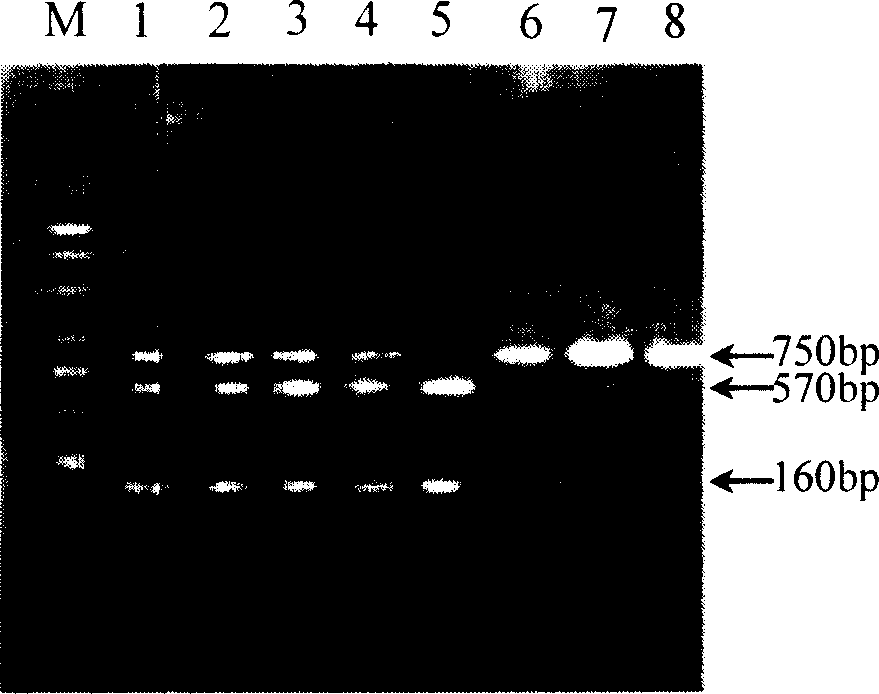 Method for breeding parent pure line of tomato with function of anti-Meloidogyne incognita Chitwood