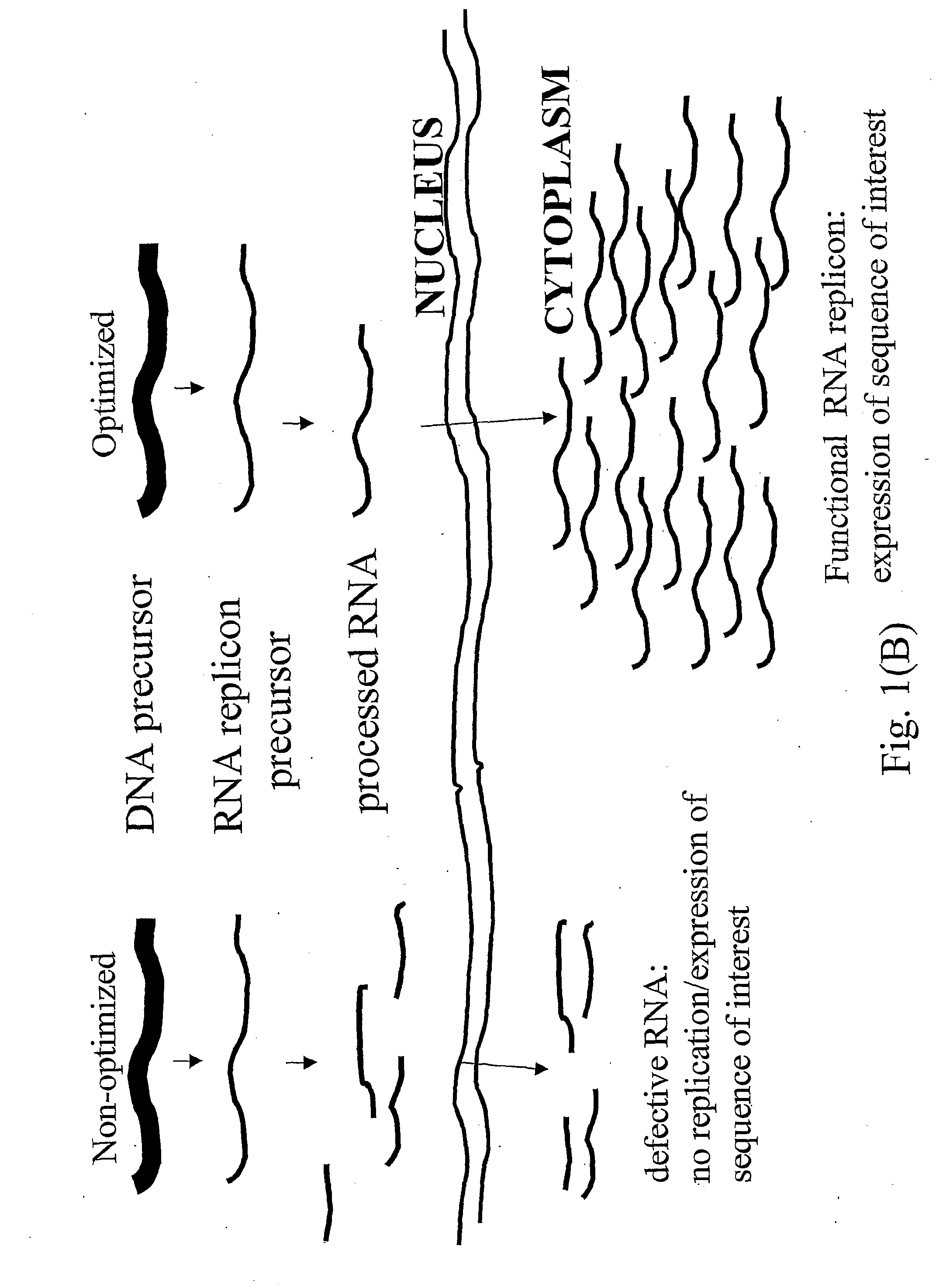 Biologically Safe Transient Protein Expression in Plants