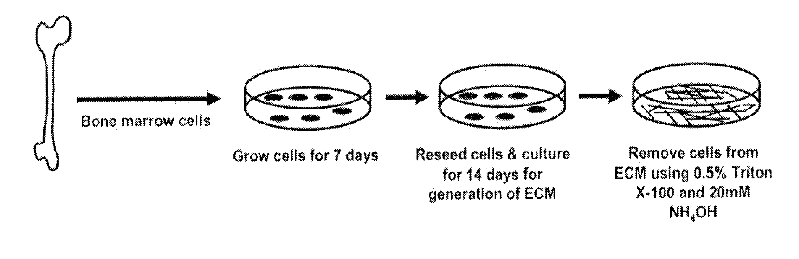 Maintenance and Propagation of Mesenchymal Stem Cells