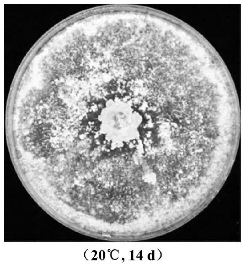 A low-virulence strain of Sclerotinia sclerotiorum carrying virus and its application in biological control