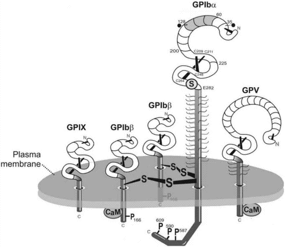 Method for detecting enzyme digestion of extracellular fragment of platelet receptor GPIba based on flow cytometry