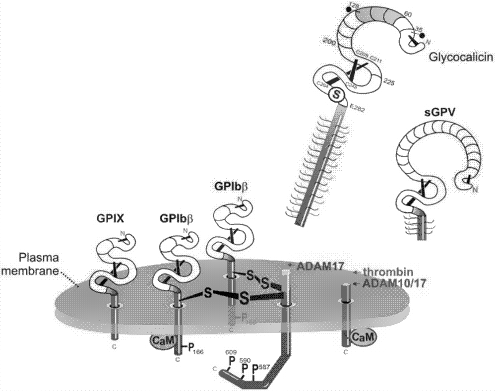 Method for detecting enzyme digestion of extracellular fragment of platelet receptor GPIba based on flow cytometry