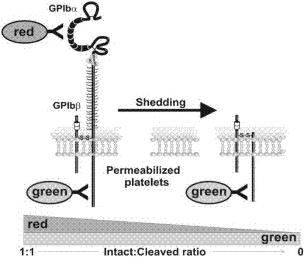 Method for detecting enzyme digestion of extracellular fragment of platelet receptor GPIba based on flow cytometry