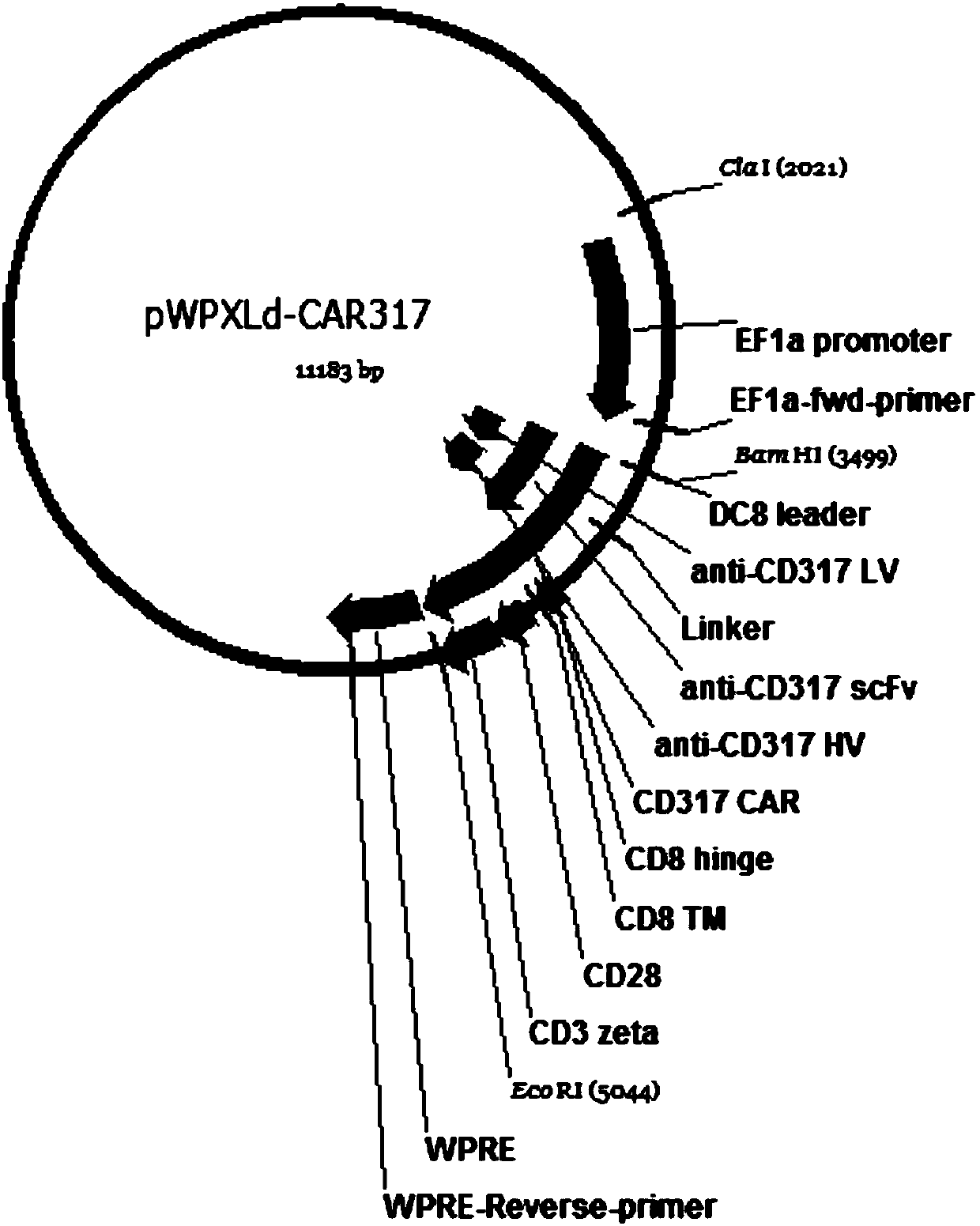 Chimeric antigen receptor T cell targeting CD317, and preparation method and application thereof