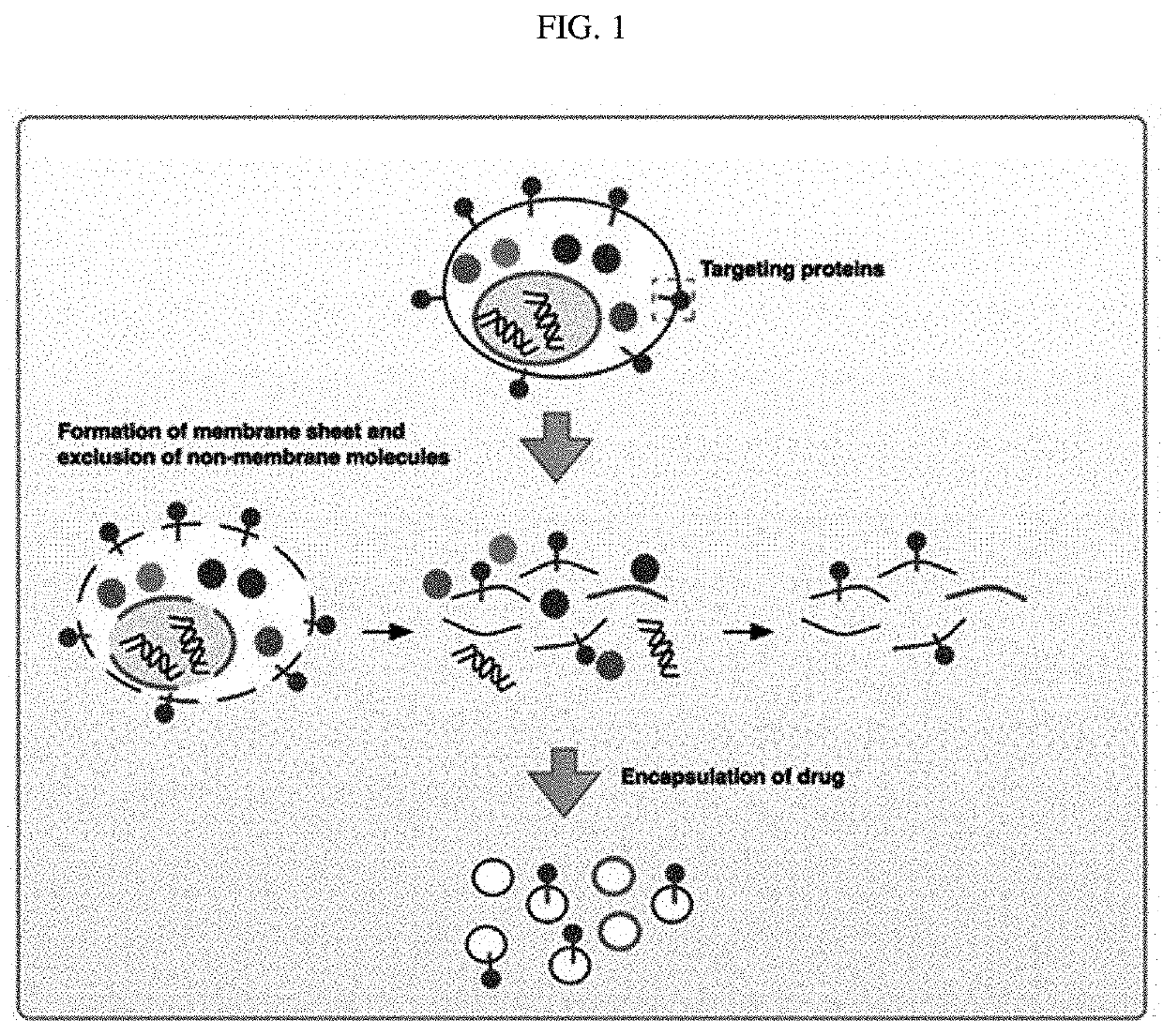 Nanovesicles derived from cell membrane, and use thereof