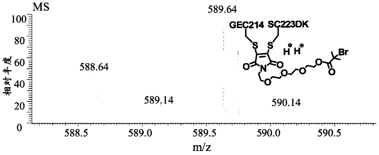 Antibody-macromolecular conjugates, fluorescent derivatives thereof and their preparation methods