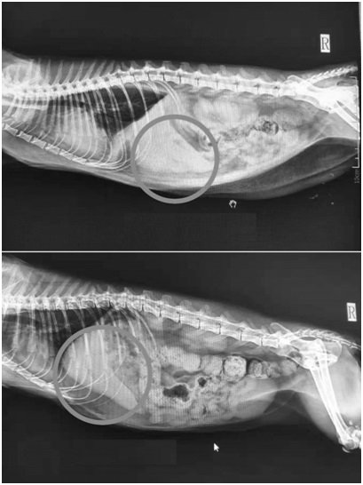 Application of complex microbial inoculant containing bile acid in preparation of preparation for preventing and treating fatty liver of pets