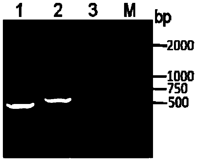 Method for producing D-arabitol from Hansenula polymorpha mutant strain and Hansenula polymorpha