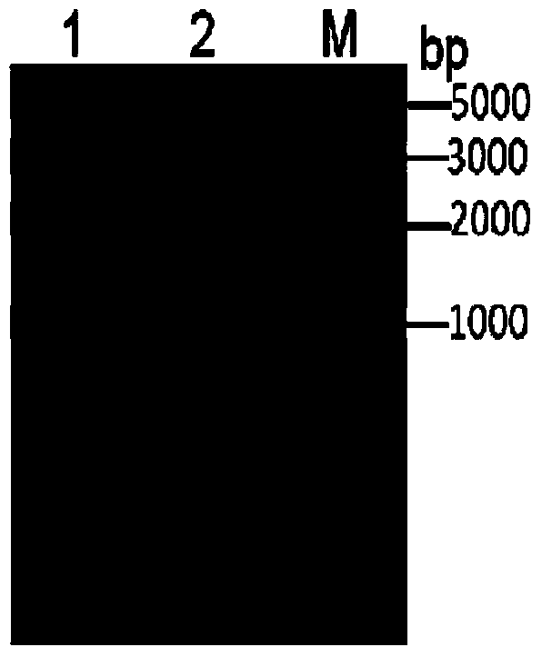 Method for producing D-arabitol from Hansenula polymorpha mutant strain and Hansenula polymorpha