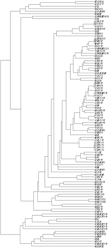 Primer set and method for identifying variety authentication and seed purity of tomatoes