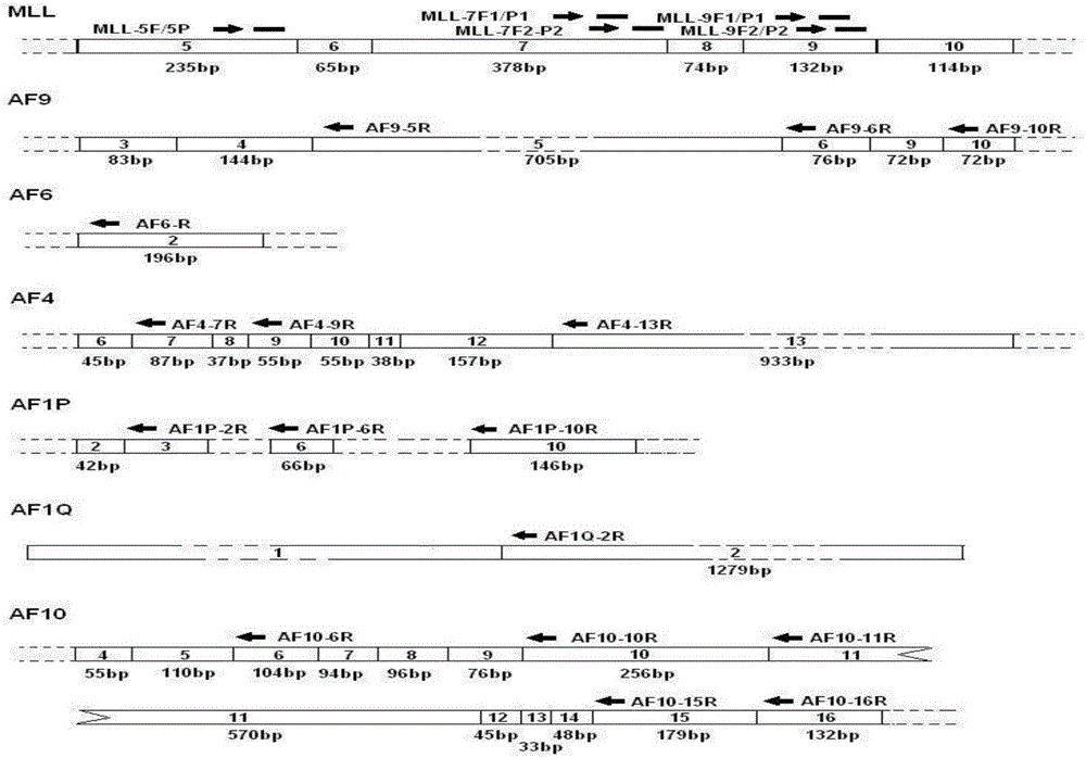 Primer, probe, composition and method for screening and identifying MLL rearrangement correlated fusion genes by utilizing multi-fluorescent polymerase chain reaction (PCR) technology