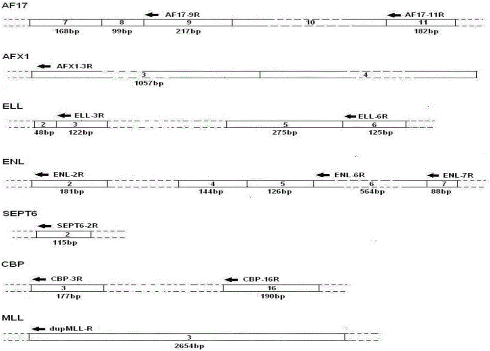 Primer, probe, composition and method for screening and identifying MLL rearrangement correlated fusion genes by utilizing multi-fluorescent polymerase chain reaction (PCR) technology