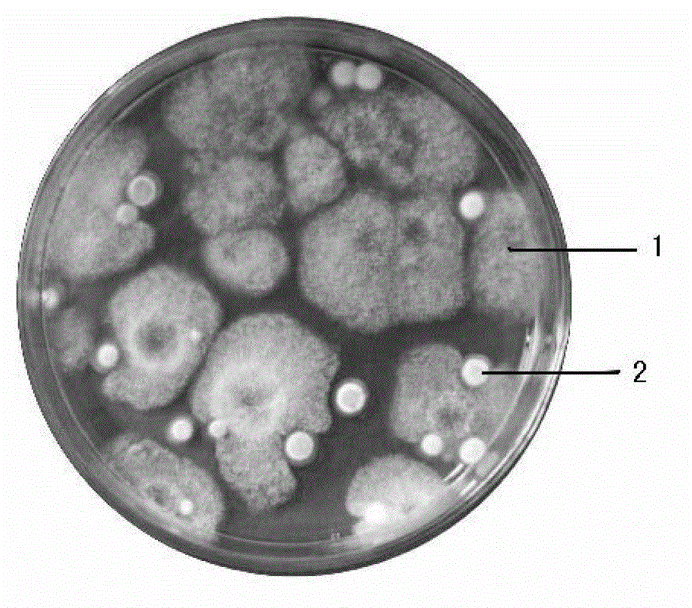 Medium for mold quantity examination and preparation and application thereof