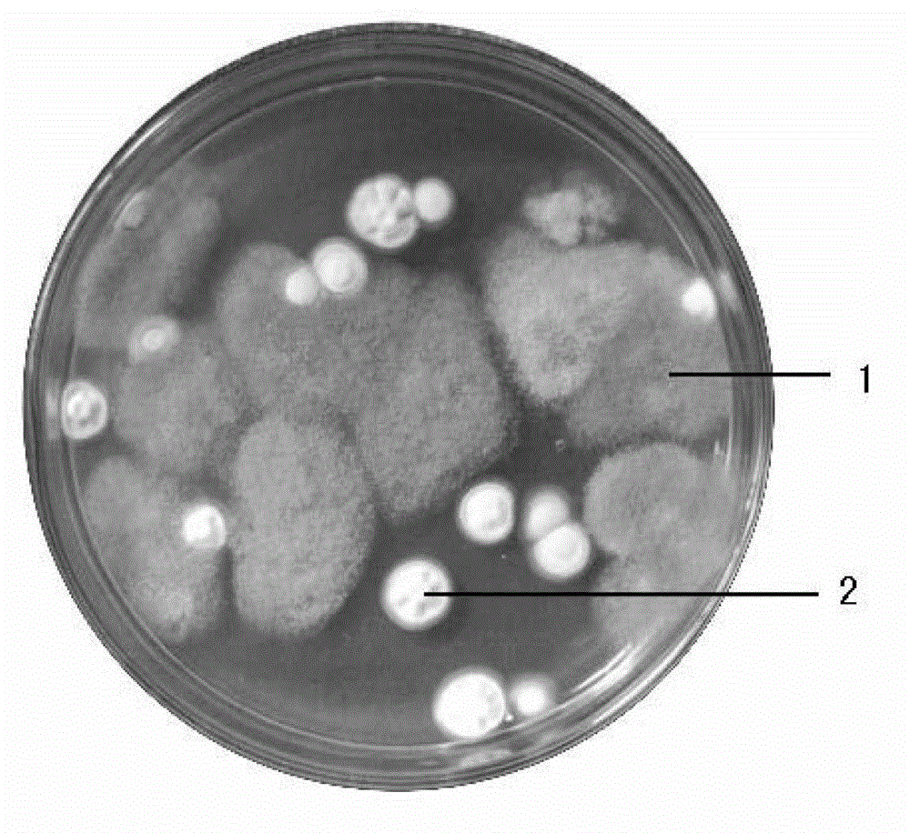 Medium for mold quantity examination and preparation and application thereof