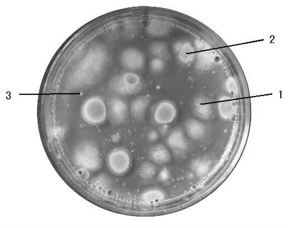 Medium for mold quantity examination and preparation and application thereof