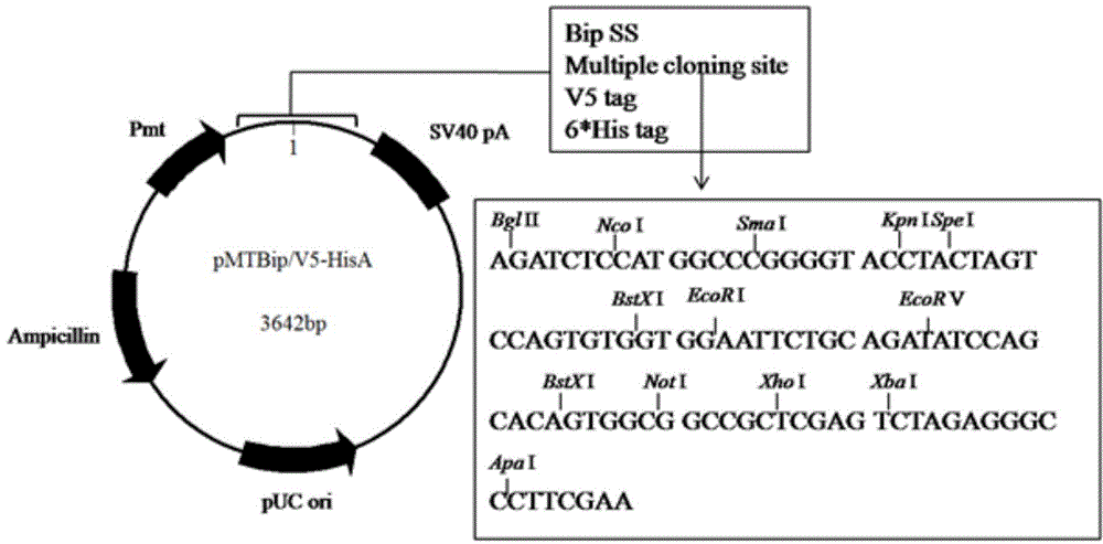 Recombination human CYP3A4 (cytochrome P450 3A4) /CPR (cytochrome P450 oxidoreductase) /cyt b5 (cytochrome b5) protein co-transfection co-expression method