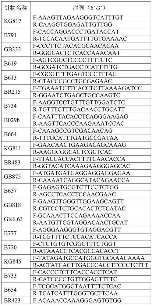 Construction method of corylus plant variety SSR molecular marker fingerprint spectrum