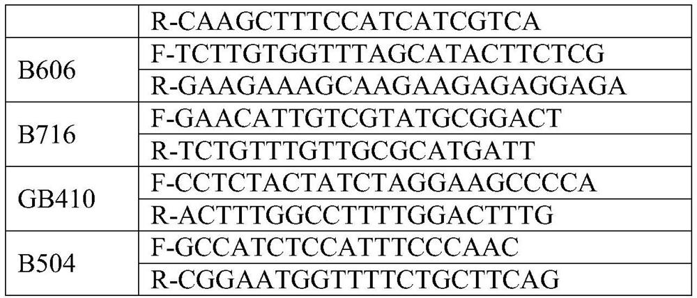 Construction method of corylus plant variety SSR molecular marker fingerprint spectrum