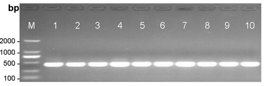 Method for efficiently extracting tropical plant DNA