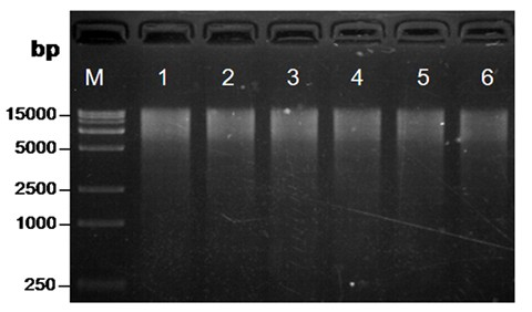 Method for efficiently extracting tropical plant DNA