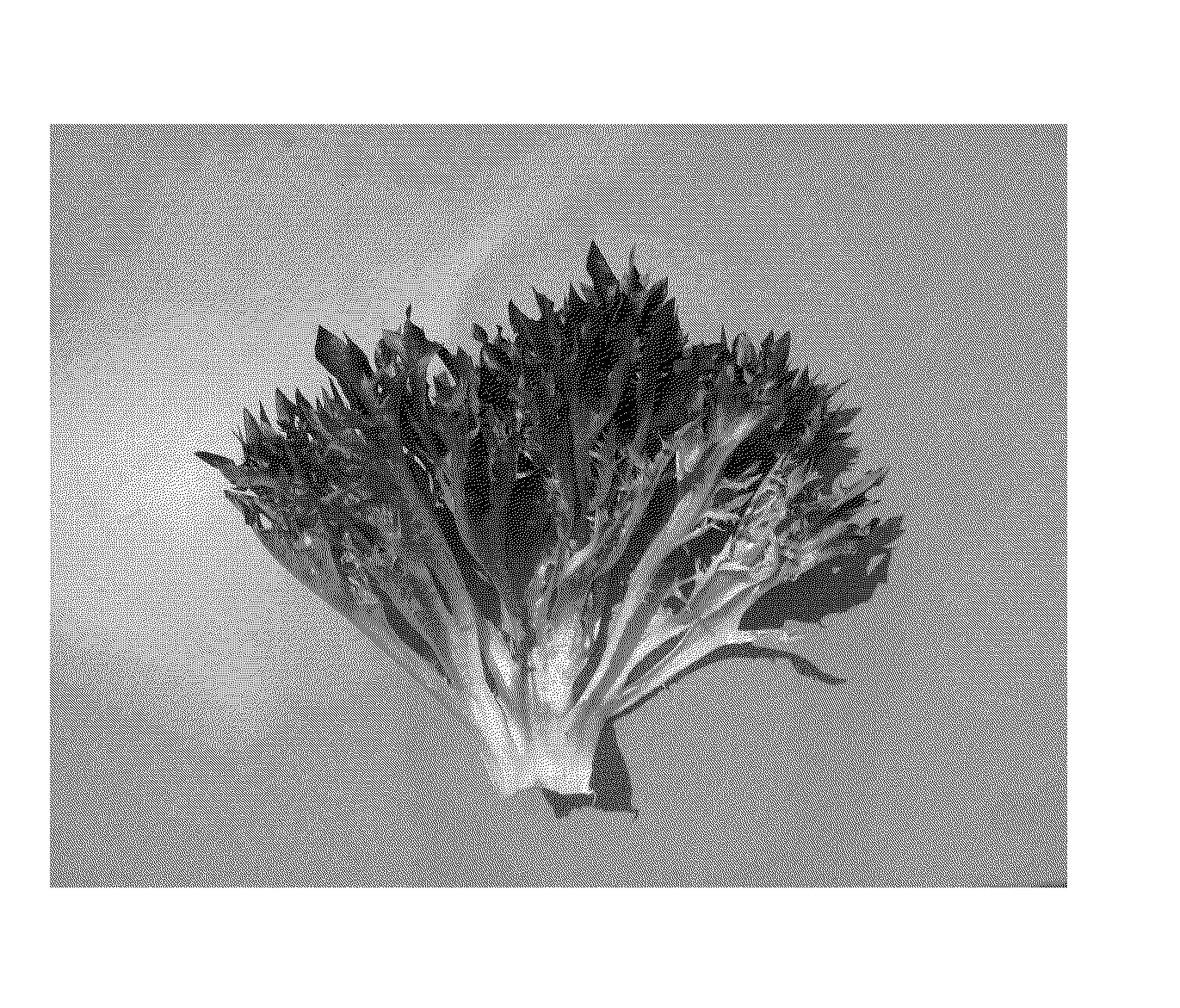 Lettuce variety 79-86 rz wintex rz