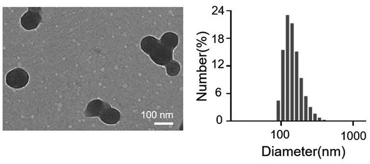 Method for preparing nanoparticles by combining regenerated silk fibroin and photosensitizer