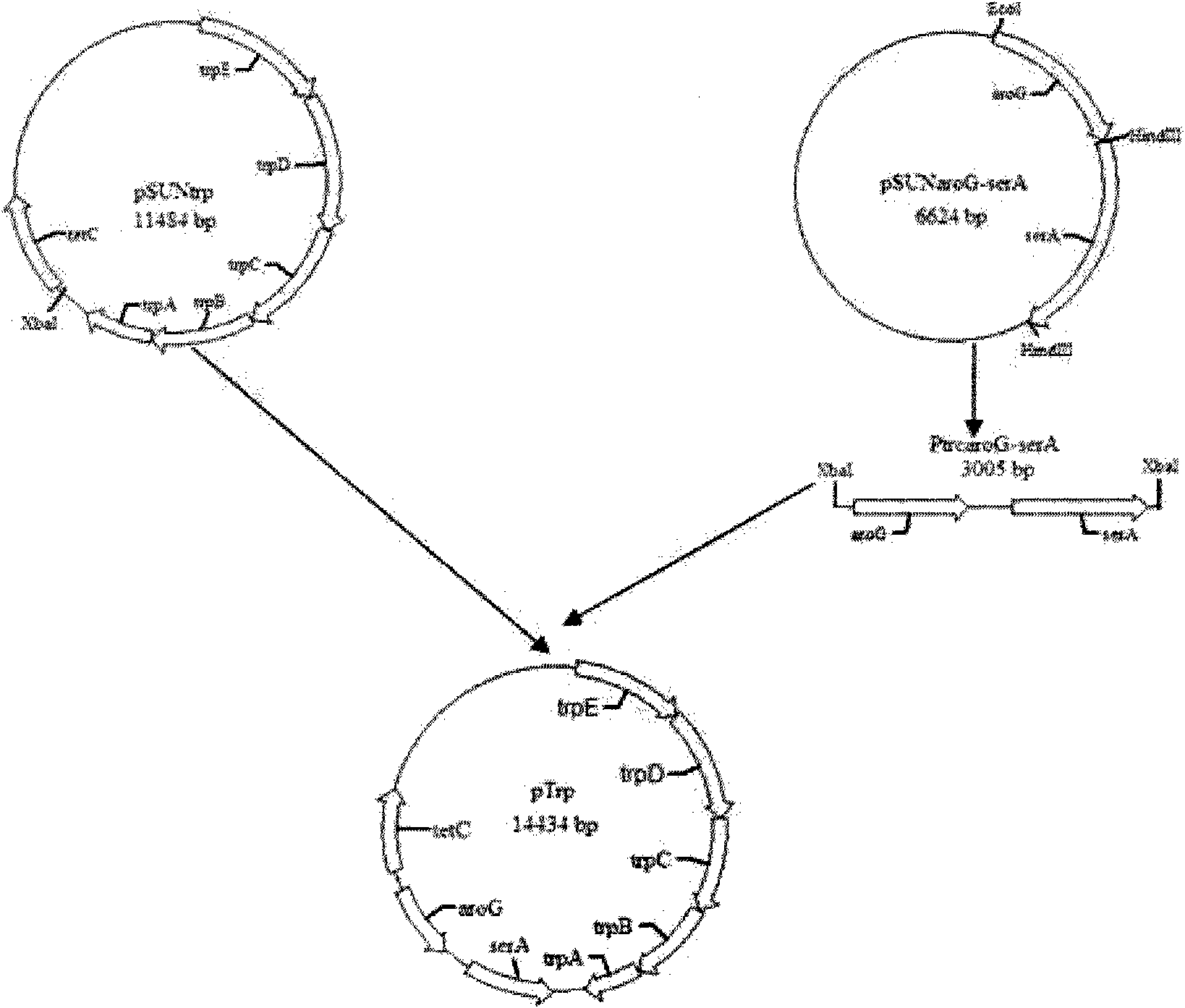 L-tryptophan gene engineering bacterium, method for constructing same and method for fermenting and producing L-tryptophan by using same