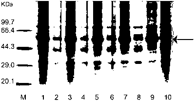 Microbial strain expressing glycosidase and application technique thereof to biological enzyme papermaking