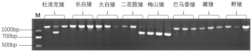 Molecular marker for improving natural immunity of piglets by utilizing ERV insertion polymorphism of pig TLR6 gene and breeding method of molecular marker