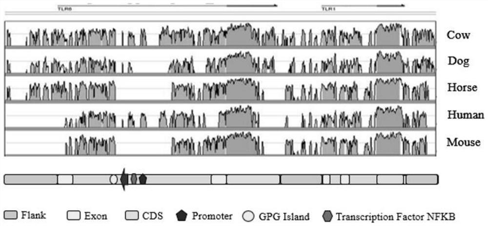 Molecular marker for improving natural immunity of piglets by utilizing ERV insertion polymorphism of pig TLR6 gene and breeding method of molecular marker