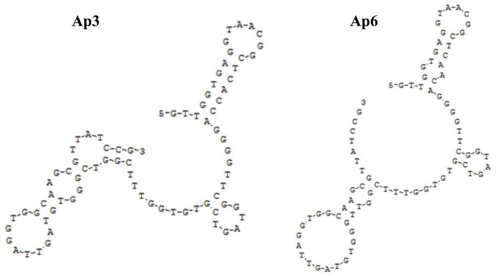 Nucleic acid aptamers for detecting extracellular vesicles of human lung cancer cell strain A549 and application of nucleic acid aptamers