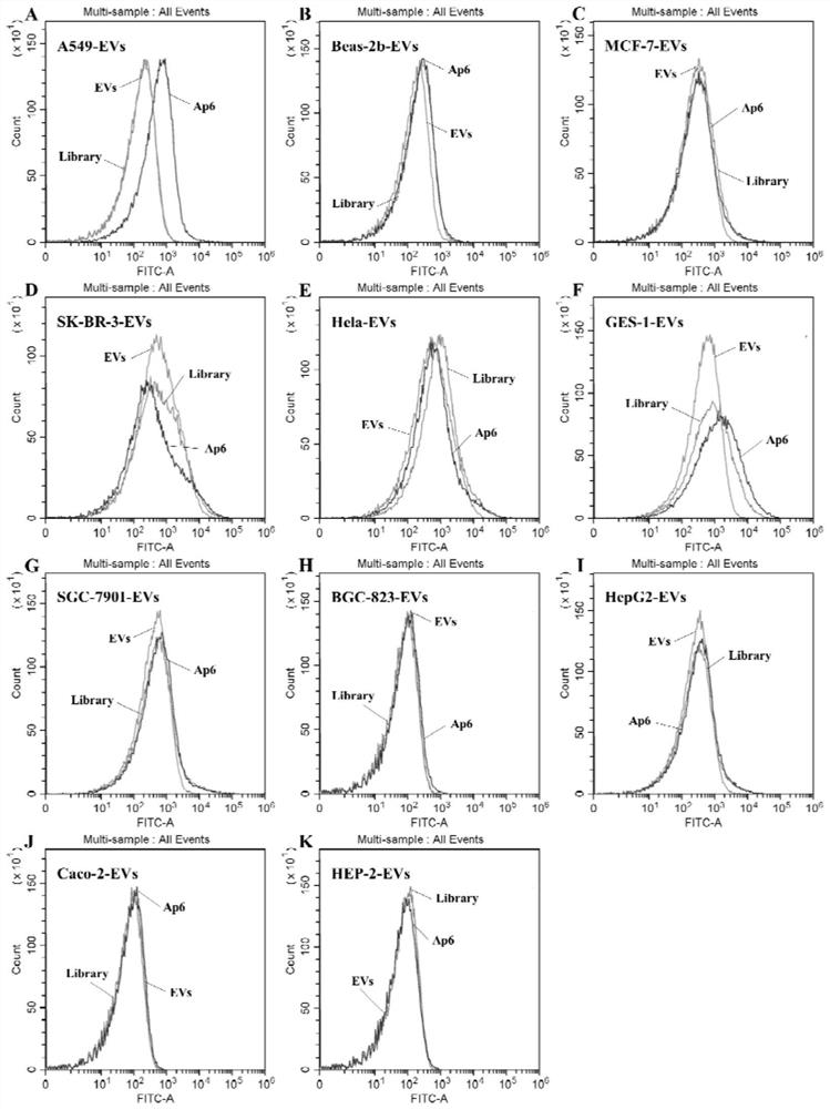 Nucleic acid aptamers for detecting extracellular vesicles of human lung cancer cell strain A549 and application of nucleic acid aptamers