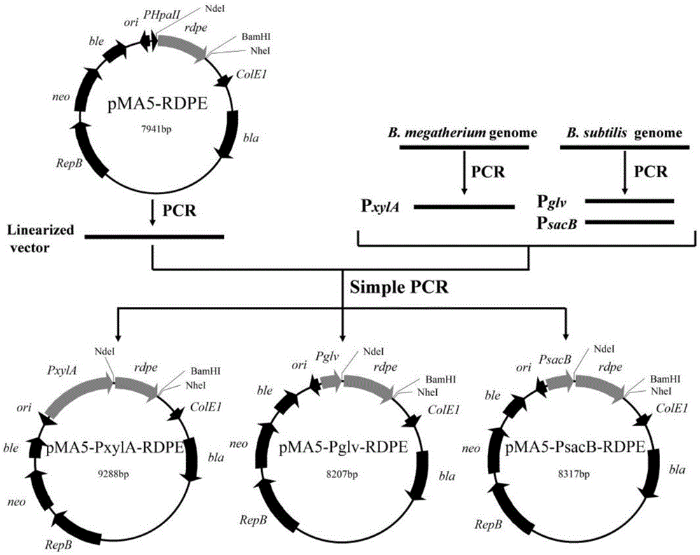 Genetic engineering strain capable of effectively secreting D-psicose 3-epimerase and construction method and application thereof