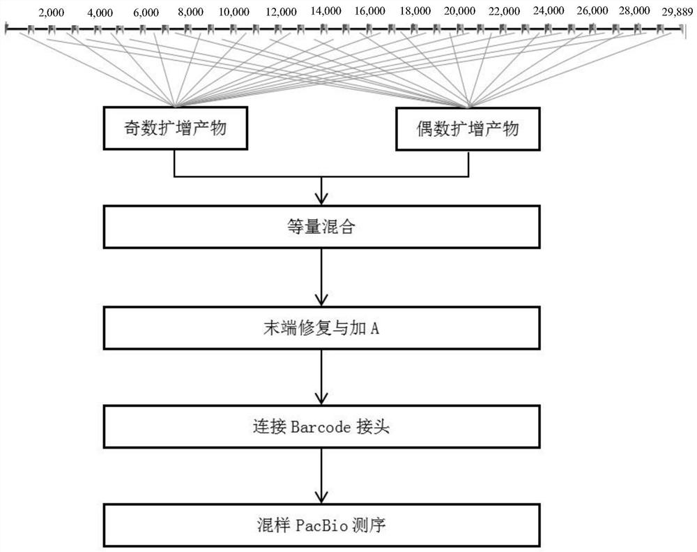 Three-generation library building sequencing method for whole genome full-length amplification based on novel coronavirus