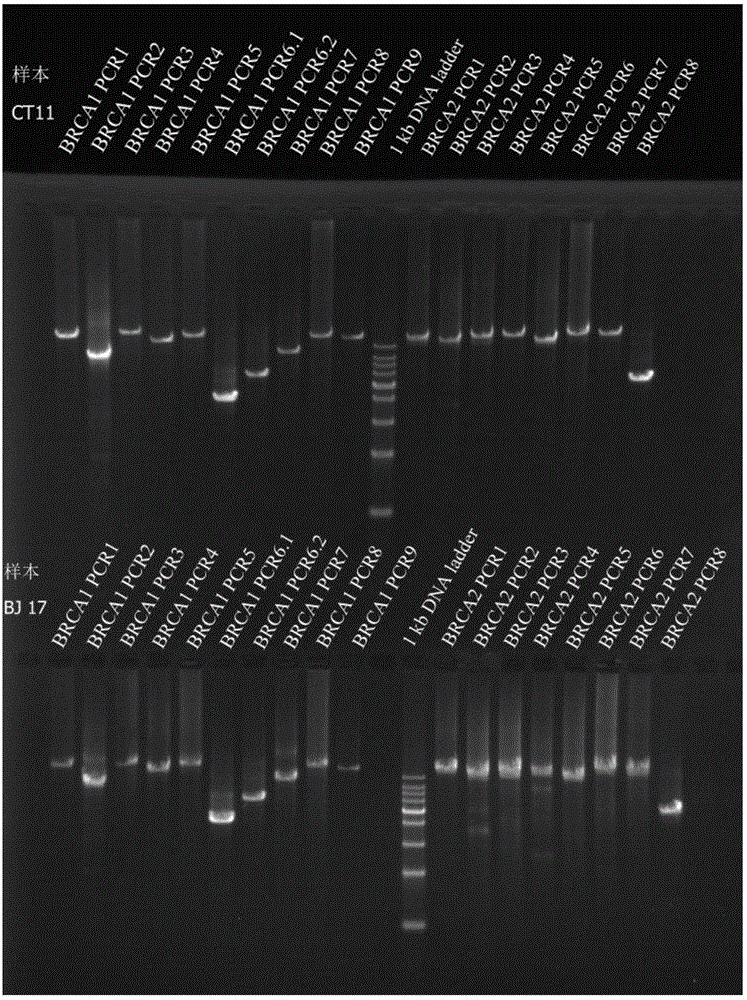 Primer set, method and kit for Long-range PCR (polymerase chain reaction) detection of BRCA (breast cancer susceptibility gene) 1 and BRCA 2