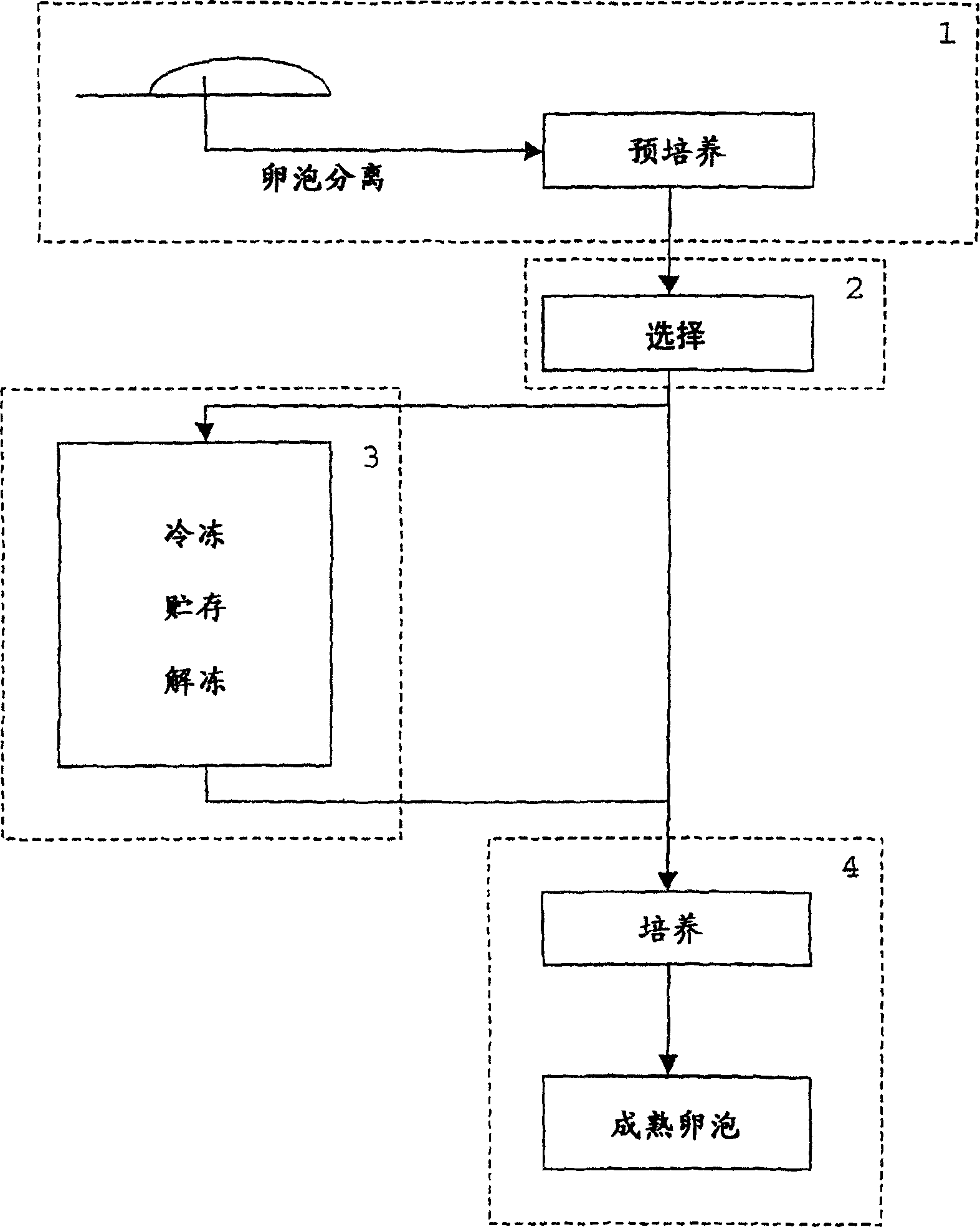 Method for in vitro culture of ovarian follicles