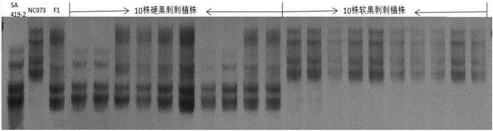 InDel molecular marker for rapid screening of types of cucumber hard spine/soft spine fruits