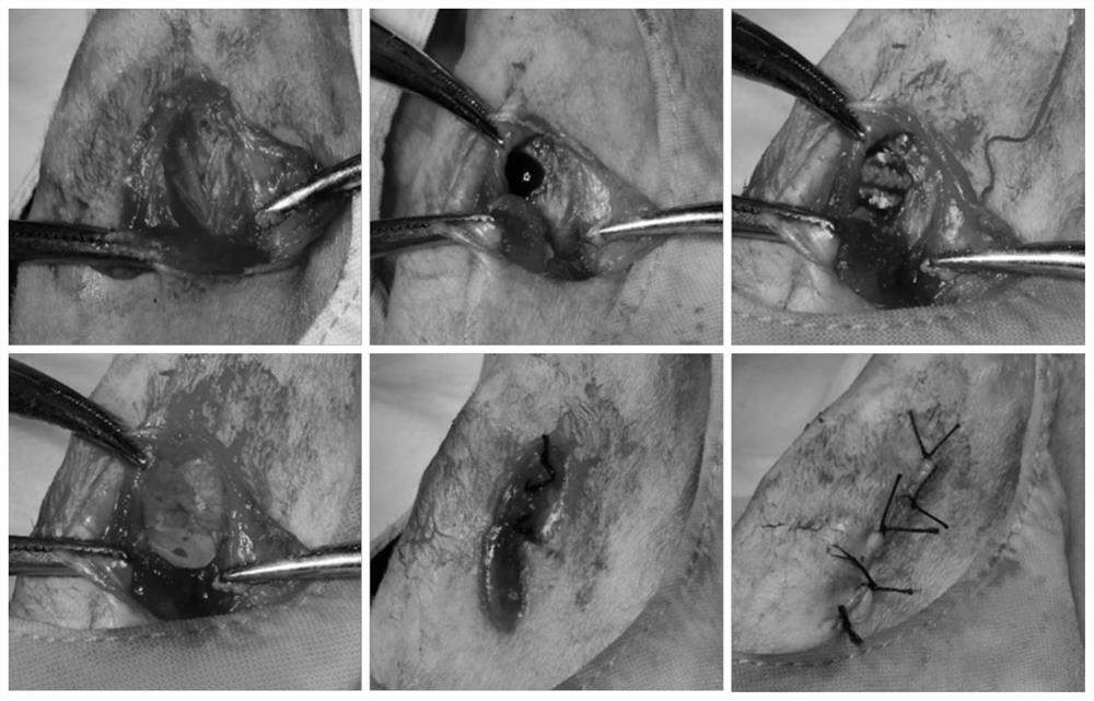 A kind of n-ha/cs porous scaffold for bone repair and its preparation method and application