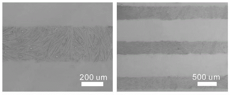 Preparation and application of perovskite nanowires, photoelectric detector and solar cell