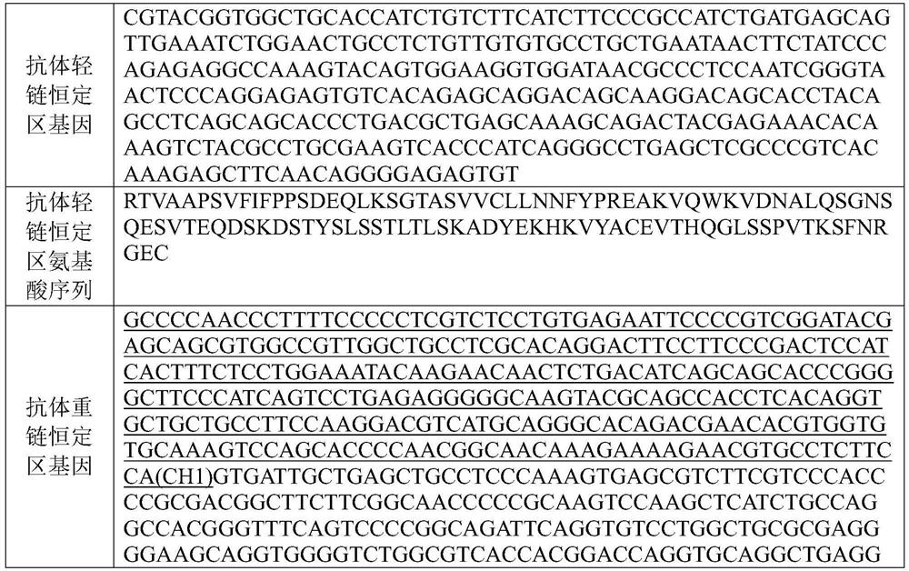 New coronavirus single-chain antibody, quality control substance and preparation method