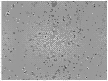 Efficient and practical method for culturing freshwater chlorella and application thereof