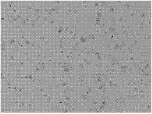 Efficient and practical method for culturing freshwater chlorella and application thereof