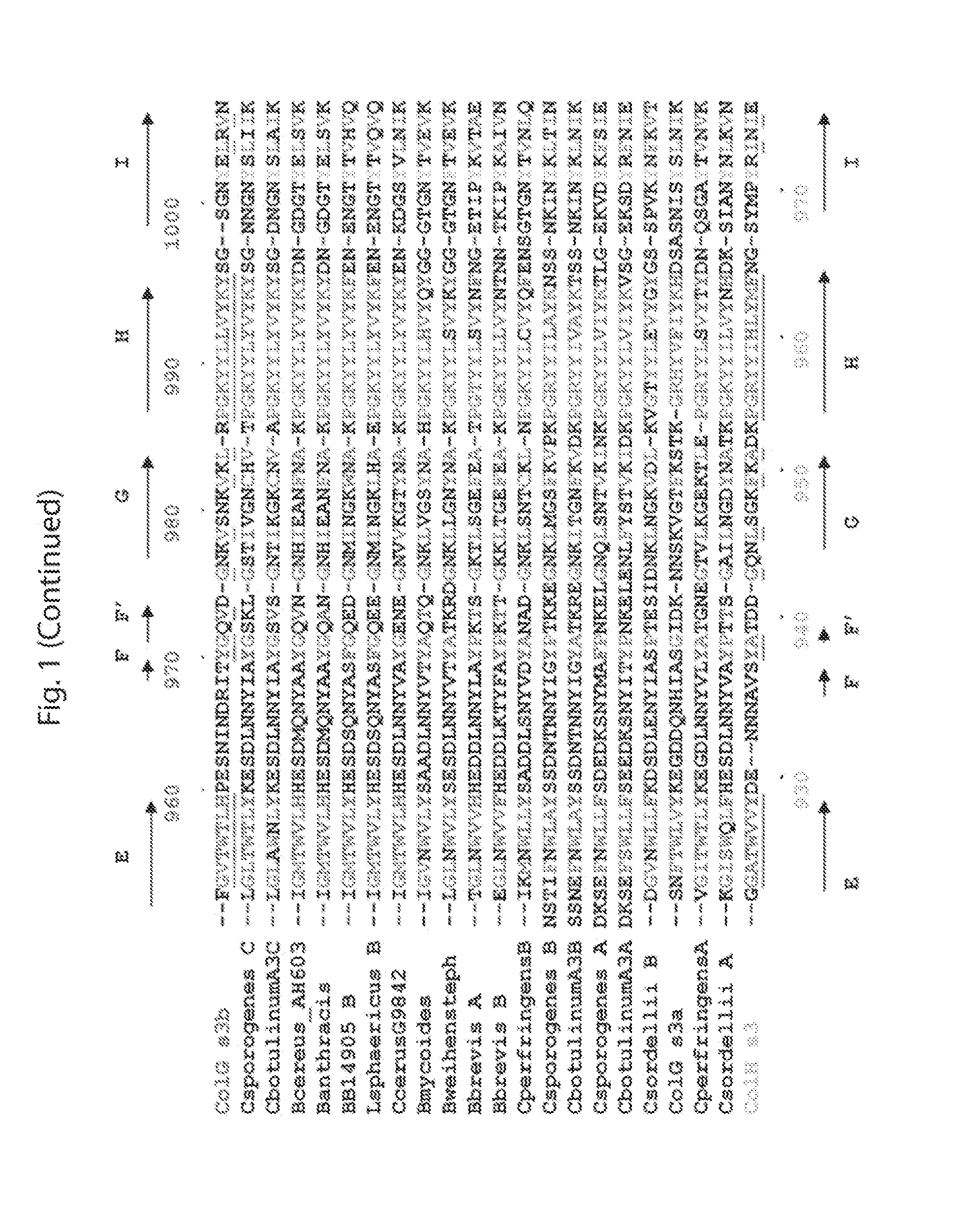 Delivery of therapeutic agents by a collagen binding protein