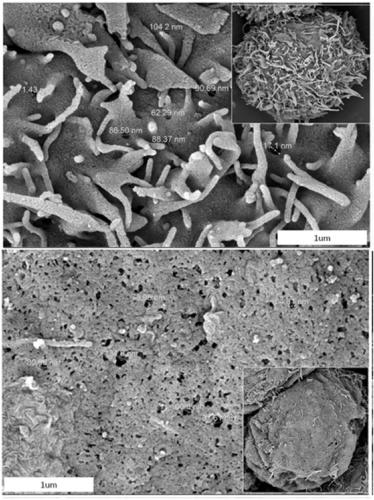 Method for improving electroporation efficiency of electric energy induced living cell membrane