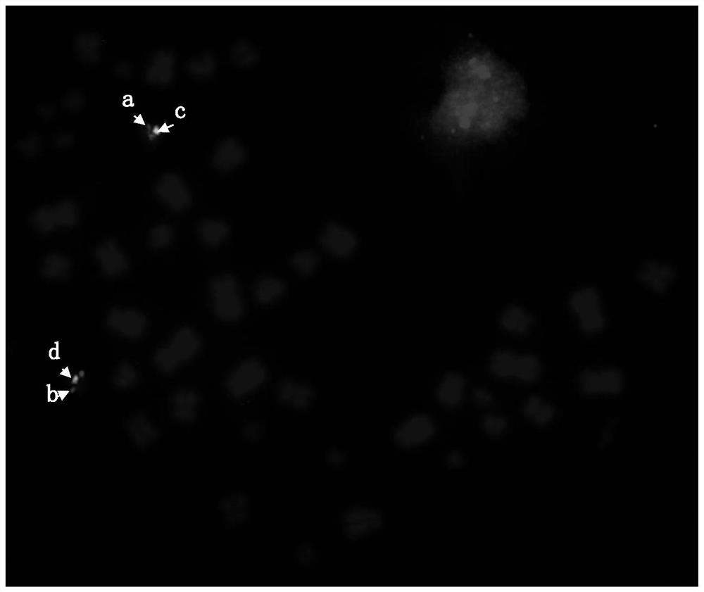 Probe set for detecting amplification level of HER2 gene and application of probe set