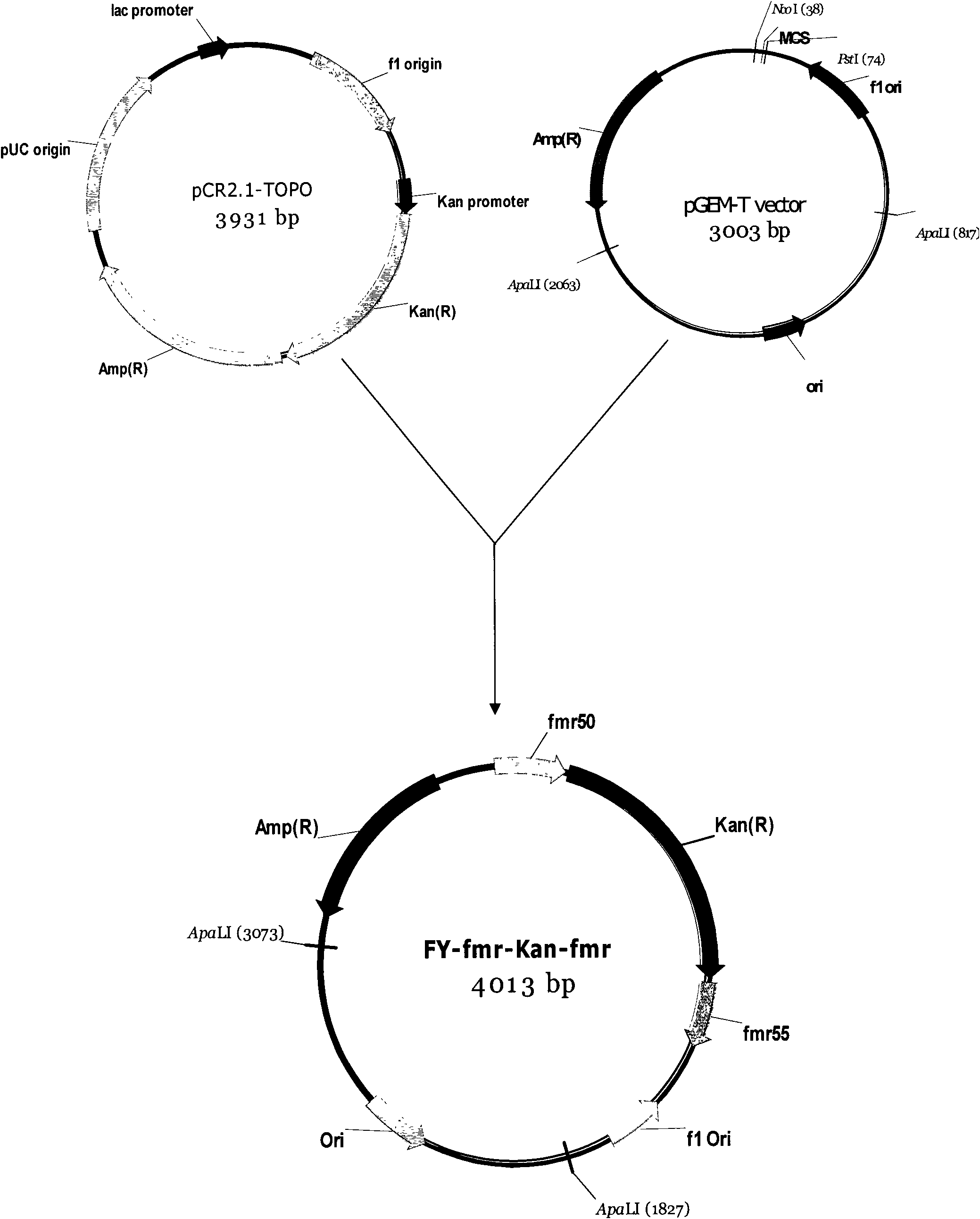 Gene engineering bacterial strain for producing L-malic acid and construction method and application thereof