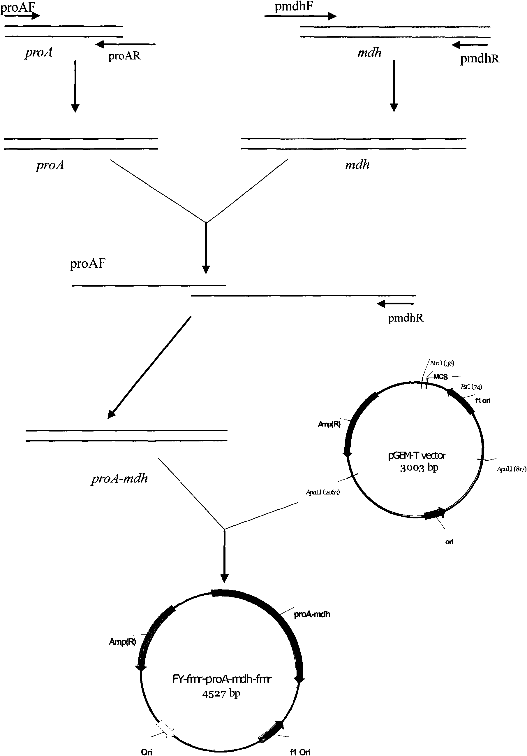 Gene engineering bacterial strain for producing L-malic acid and construction method and application thereof