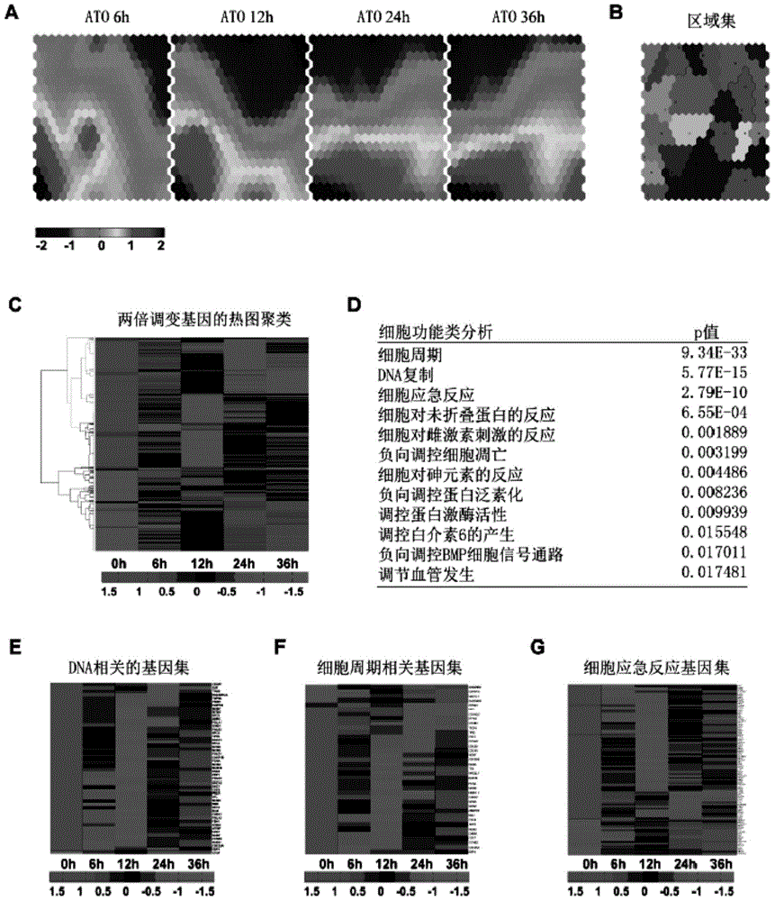 Arsenic trioxide antineoplastic new use and anti-tumor preparation