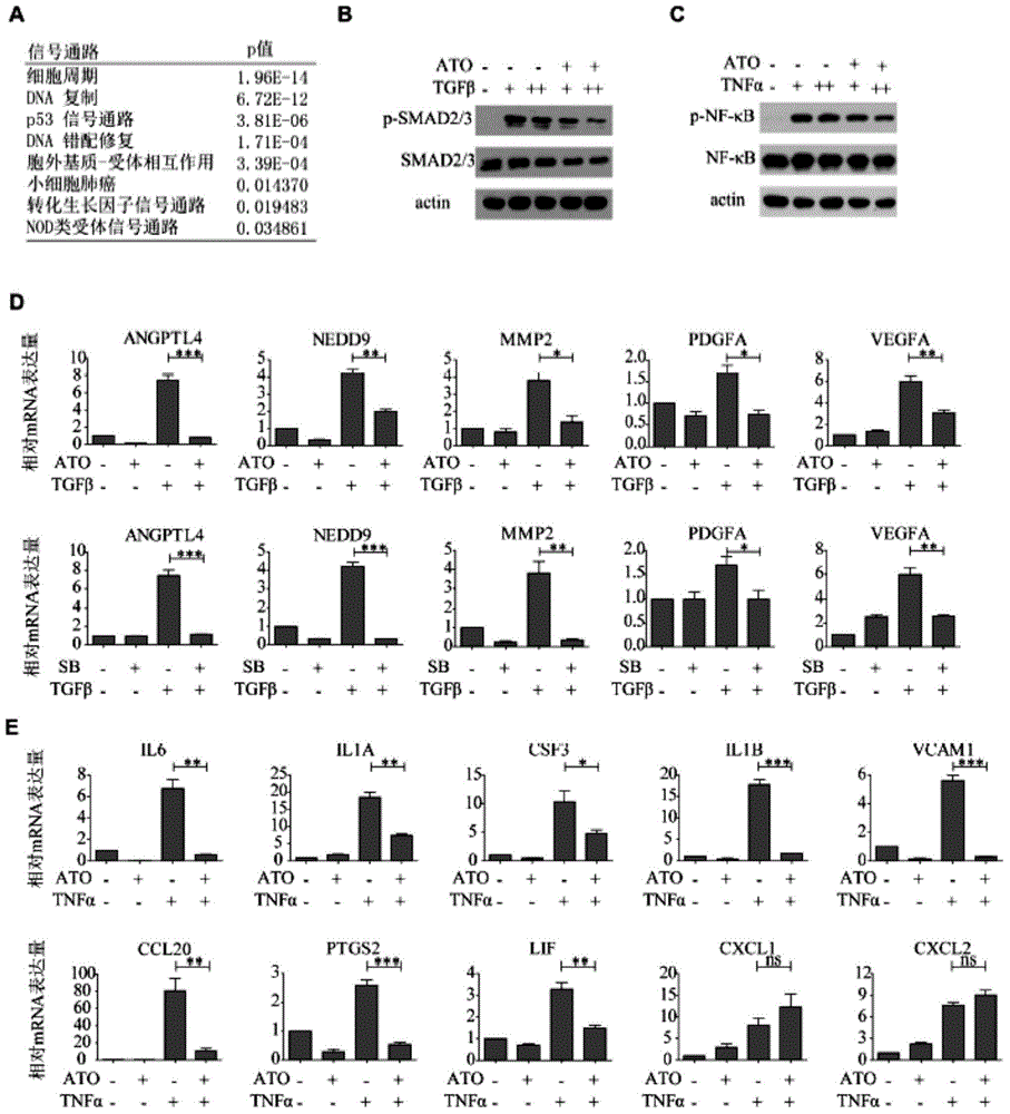 Arsenic trioxide antineoplastic new use and anti-tumor preparation