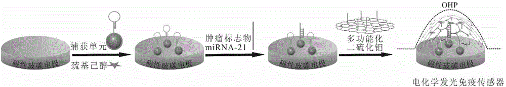 Preparation method and applications of miRNA-21 electroluminescent immunosensor based on multi-functionalized molybdenum disulfide